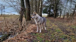 Československý vlčák - štěňata s PP