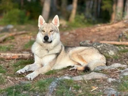 Československý vlčák - štěňata s PP