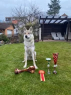 Československý vlčák - štěňata s PP