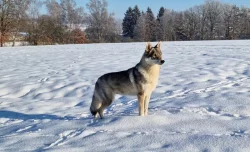 Československý vlčák - štěňata s PP