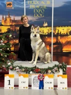 Československý vlčák - štěňata s PP