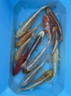 Koi kapři