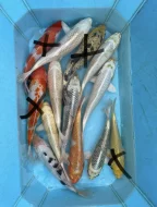Koi kapři