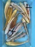 Koi kapři