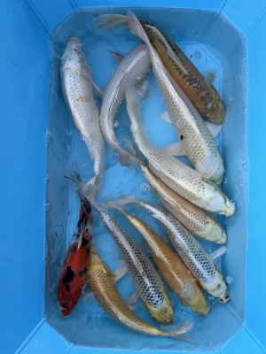 Koi kapři