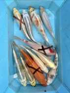 Koi kapři