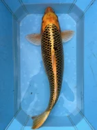Koi kapři