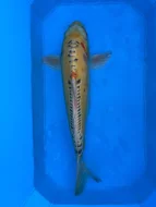 Koi kapři