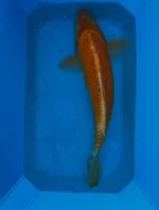 Koi kapři