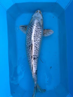 Koi kapři