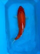 Koi kapři