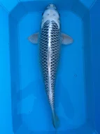 Koi kapři
