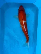 Koi kapři