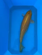 Koi kapři