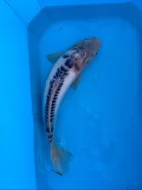 Koi kapři