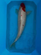 Koi kapři