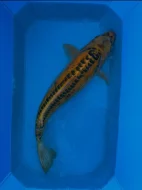Koi kapři