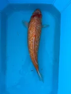 Koi kapři
