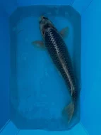 Koi kapři