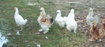 Hedvabničky
