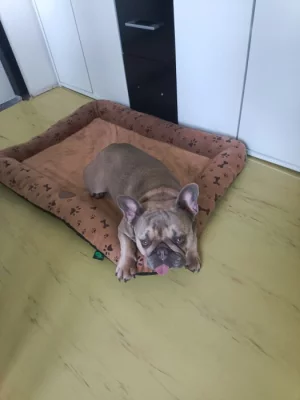 Daruji 5 letou fenu francouzský buldoček