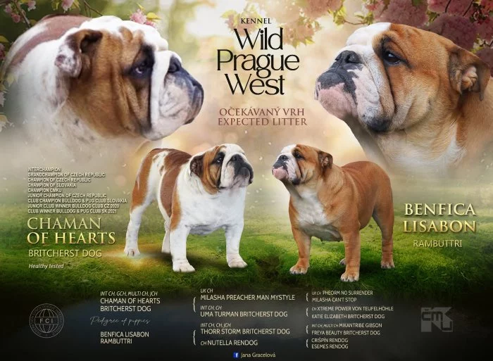 Štěňátka anglického buldoka