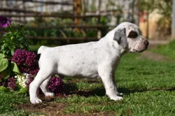 Bourbonský ohař s PP