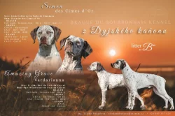 Bourbonský ohař s PP