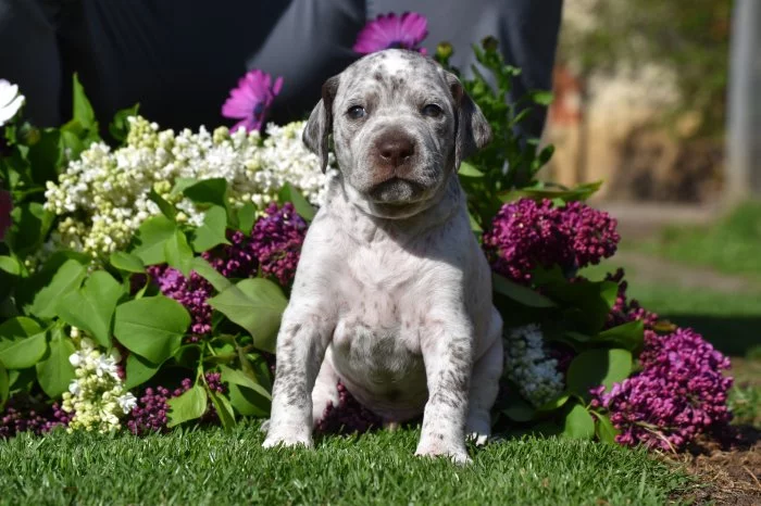 Bourbonský ohař s PP