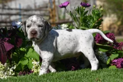 Bourbonský ohař s PP