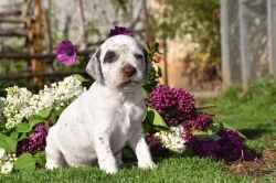 Bourbonský ohař s PP