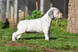 Bourbonský ohař s PP