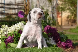 Bourbonský ohař s PP