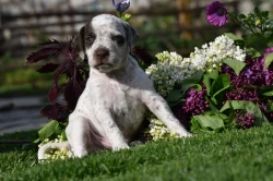 Bourbonský ohař s PP