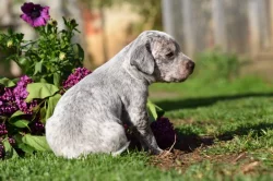 Bourbonský ohař s PP