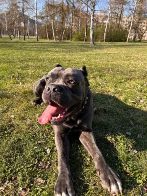 Nabízím ke krytí cane Corso s PP