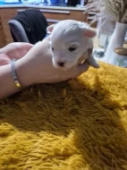 Coton de Tuléar