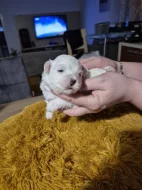 Coton de Tuléar