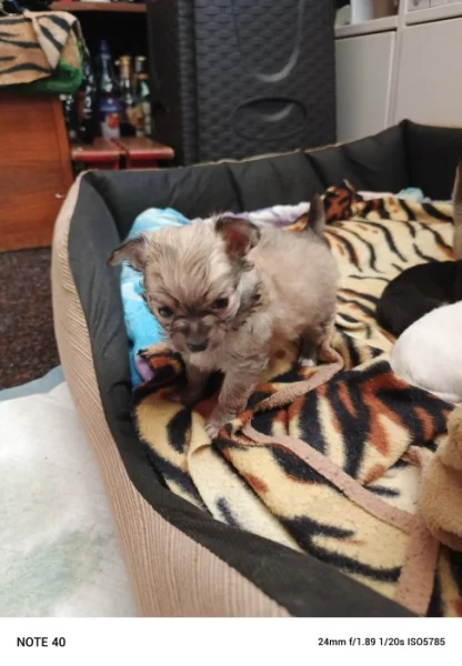 Štěňata čivavy krátkosrsté