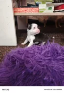 Štěňata čivavy krátkosrsté