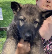 Pejsci Německý Ovčák s PP.