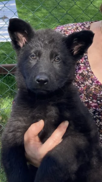 Pejsci Německý Ovčák s PP.