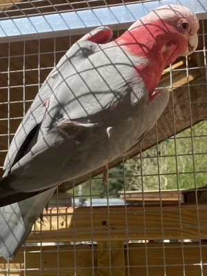 Kakadu růžový 1,0