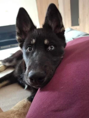 Stěně belgický ovčák křížený sibiřským huskym