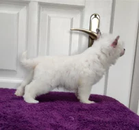 Čínský chocholatý pes - štěňata s PP