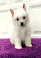 Čínský chocholatý pes - štěňata s PP