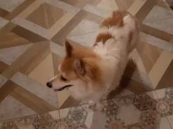 Pes Špic