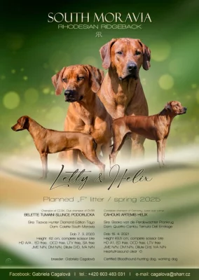Rhodéský ridgeback - štěňátka s PP