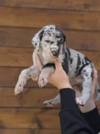 Štěňata německé dogy