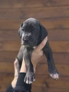 Štěňata německé dogy